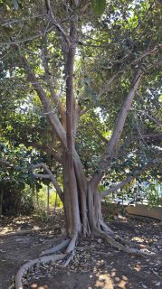 GC-Parque Botanico de Maspalomas 2025-016.jpg
